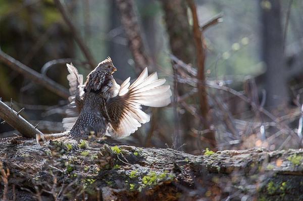A photo of a male grouse drumming on a downed log