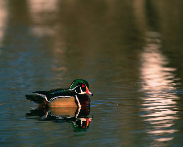 Photo of male wood duck on water ( with harlequin colors)