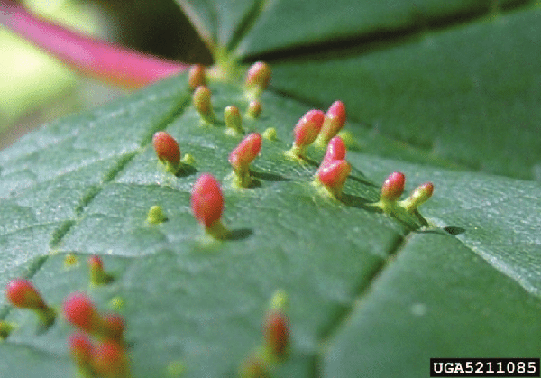 Small pink outgrowths on a green leaf