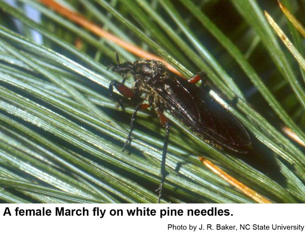 Female March flies have smaller eyes.