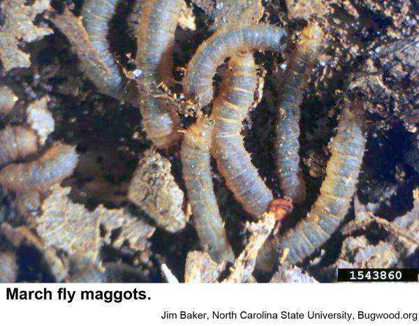 March fly maggots