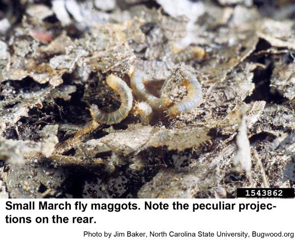 March fly maggots have projections