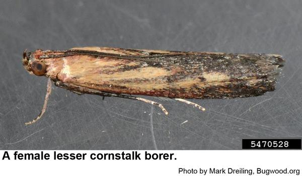 Photo of lesser cornstalk borer female moth