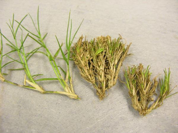 Undamaged bermudagrass (left) vs bermudagrass with witchesbroomi