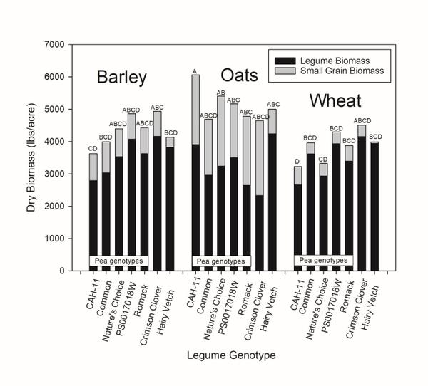 Combined analysis graph of barley, oats and wheat showing legume genotype and dry biomass as well as comparing legume and small grain biomass