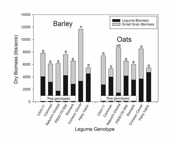 Graph of biomass for barley and oats in Salisbury. Depicts legume genotype as related to dry biomass, and compares legume biomass vs. small grain biomass