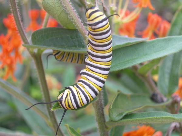 Photo of monarch caterpillar on milkweed