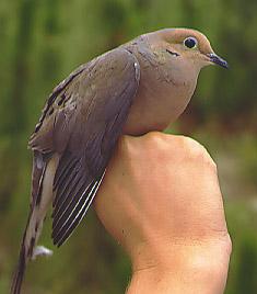 Photo of mourning dove