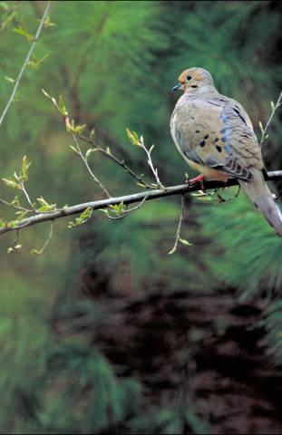 Photo of mourning dove on a tree limb