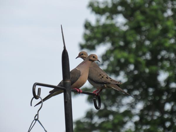 Photo of mourning dove perched at a feeder