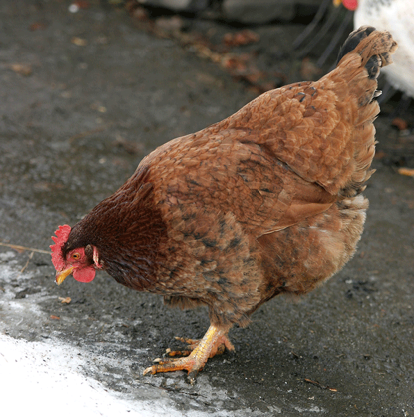 Brown chicken with darker feathers at the head and neck