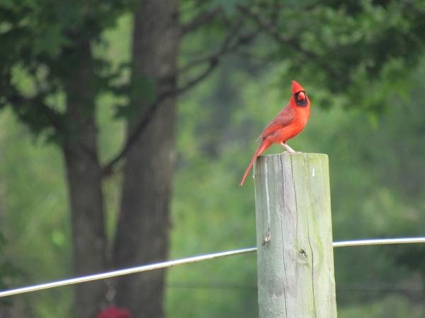 Photo of cardinal perched on fence post on field/forest edge