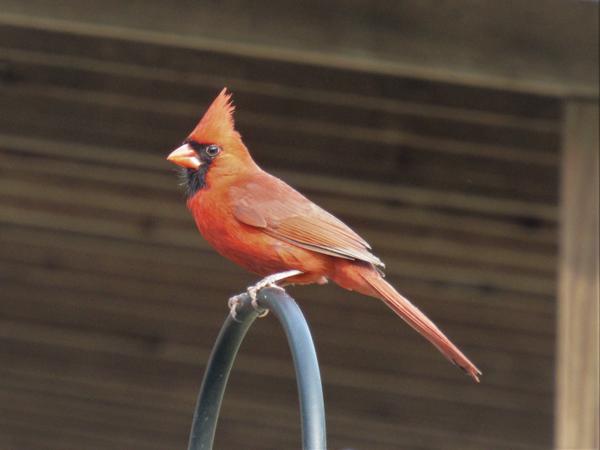 Photo of Northern cardinal perched at a feeding station.