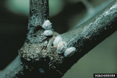Small, white, fuzzy bumps are on an oak stem.