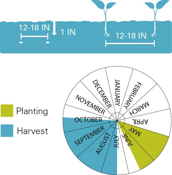 Chart illustrating planting/harvest timeline as well as planting depth for okra