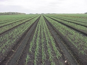 Decorative image of onions planted in rows