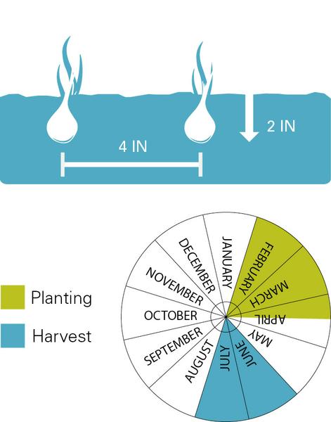 Planting depth and spacing, planting dates and harvest dates for onions.