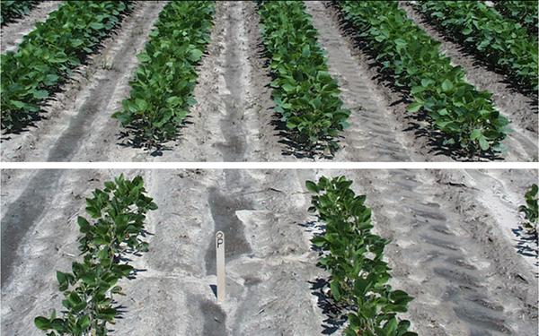 Rows of healthy plants in field (top); stunted rows (bottom)