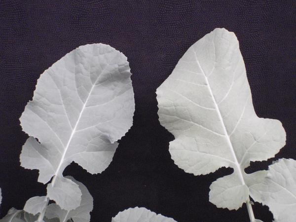 Photo of two leaves, one with manganese deficiency