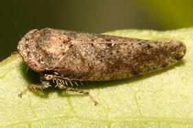 Photo of an adult bespeckled leafhopper