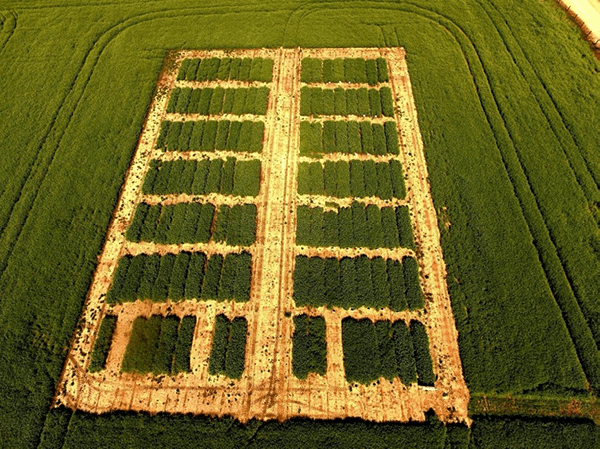 Aerial color photo of grain pea test plots