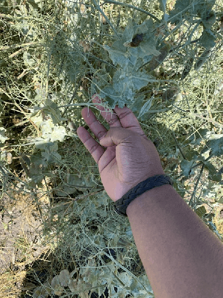 Photo of hand touching foliage with powdery mildew present