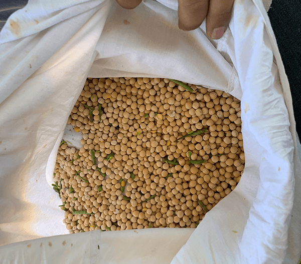 Photo of shelled grain peas