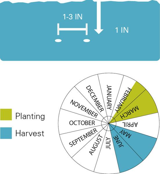 Planting depth and spacing, planting dates and harvest dates for peas.
