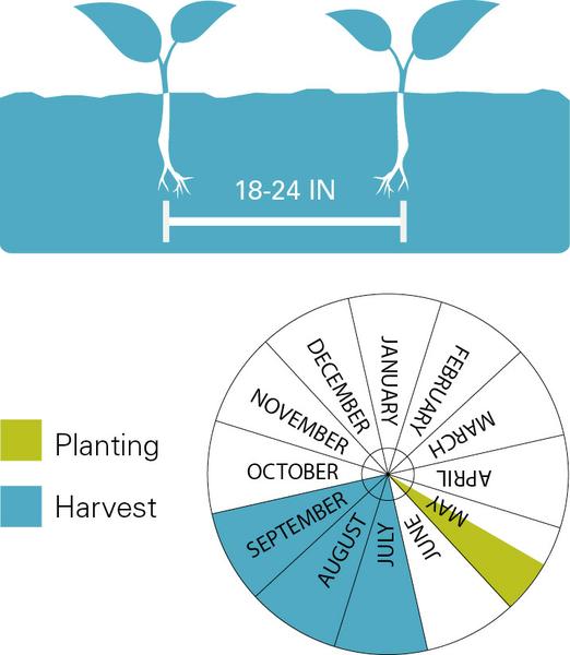 Chart illustrating planting/harvest timeline as well as planting depth for peppers