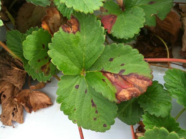 Thumbnail image for Phomopsis Leaf Blight of Strawberry