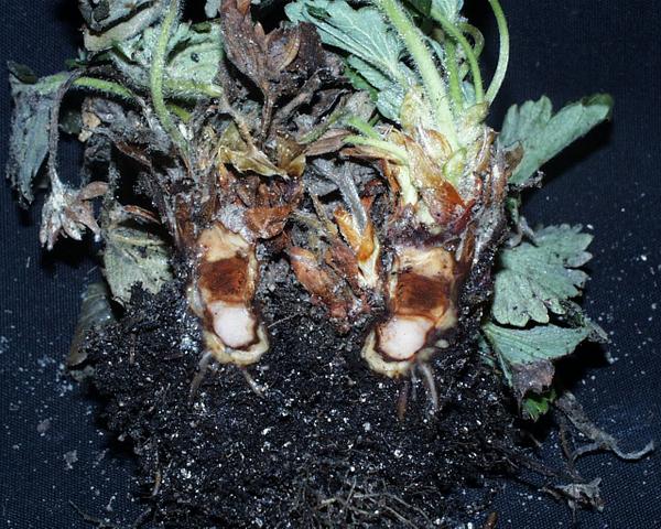 Phytophthora crown rot crown