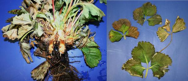 Phytophthora crown rot crown leaves