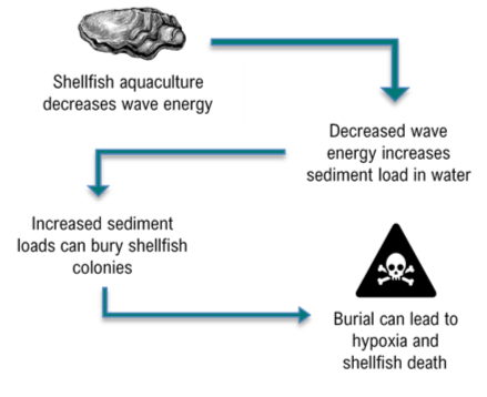Illustration of aquaculture interaction with sediment