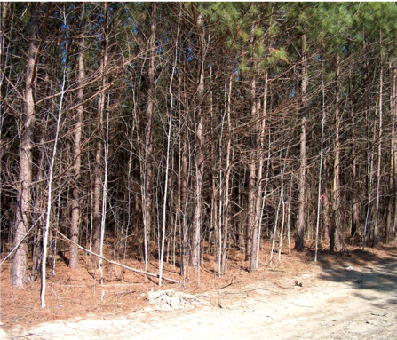 Photo of overstocked pine stand