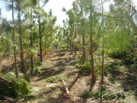 Photo of a pre-commercial thinning operation