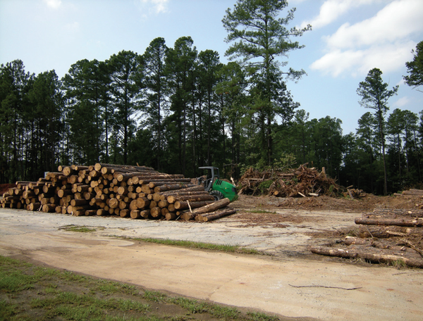 Photo of cut down tree logs