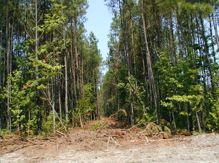 Photo of a commercial thinning operation