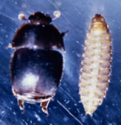 Figure 3. A comparison of an adult SHB and a SHB larva.