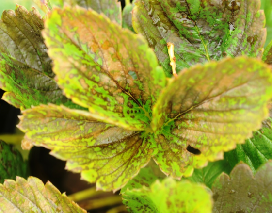 Spotting and necrosis on strawberry leaves from flumioxazin.
