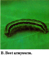 Figure B. Beet armyworm.