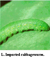 Figure L. Imported cabbageworm.