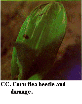 Figure CC. Corn flea beetle and damage.