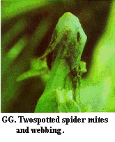 Figure GG. Twospotted spider mites and webbing.