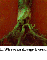 Figure II. Wireworm damage to corn.