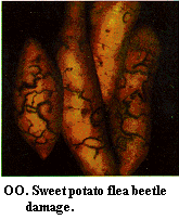 Figure OO. Sweetpotato flea beetle damage.