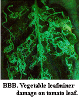 Figure BBB. Vegetable leafminer damage on tomato leaf.