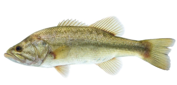 Side view of largemouth bass on a white background