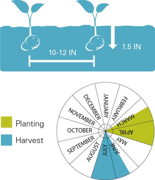 Chart illustrating planting/harvest timeline as well as planting depth for Potatoes