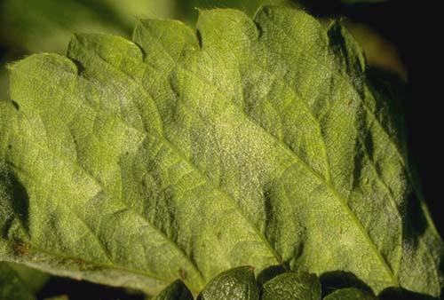 Thumbnail image for Powdery Mildew of Strawberry