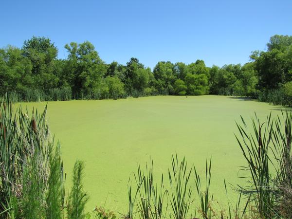 photo of a pond and weltand area
